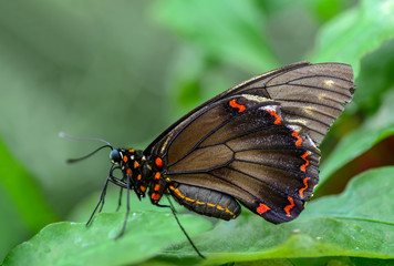 Fototapeta na wymiar Closeup beautiful butterfly 