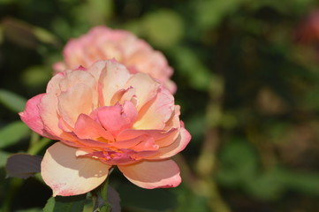 Thomasville rose garden 0314
