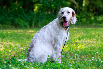 Dog breed English Setter