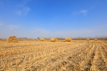 straw roll in the fields