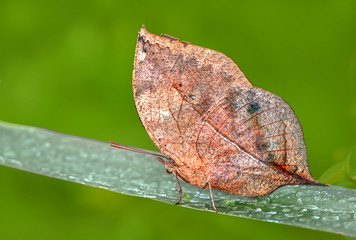 Obraz premium lCloseup beautiful butterfly sitting on flower.