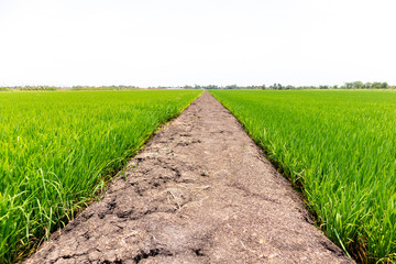 Rice field green grass surrounding crack dry soil with sky landscape background. feel relax and calm Concept. Copyspace and background.