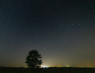 Fototapeta na wymiar Tree in a meadow against the starry sky.