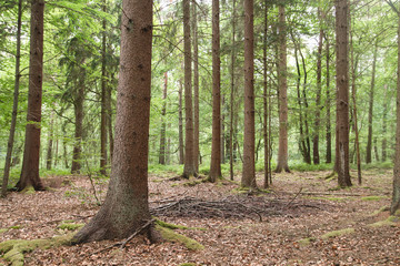 Green mixed woodland in springtime