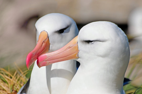 Schwarzbrauen-Albatros-Paar