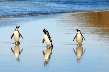 Drei Pinguine am Strand