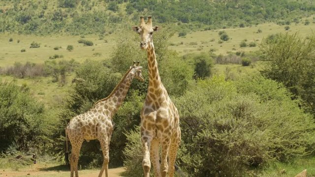 African giraffe