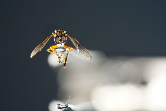The robbery or fighter flies are a family of the two-winged and are counted within the flies to the Robbery