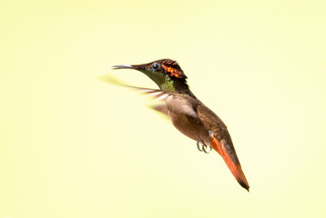 A male Ruby Topaz hummingbird hovering in the air with a smooth background.