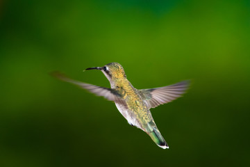 A female Ruby Topaz hummingbird hovering in the air with a smooth background.