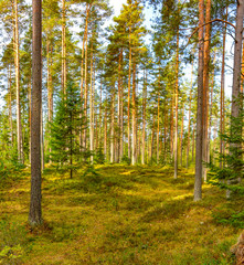 Panorama of coniferous autumn forest with yellow leaves on small trees.