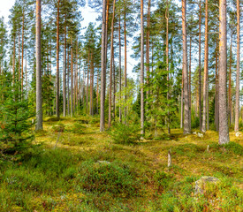 Obraz premium Panorama of coniferous autumn forest with yellow leaves on small trees.
