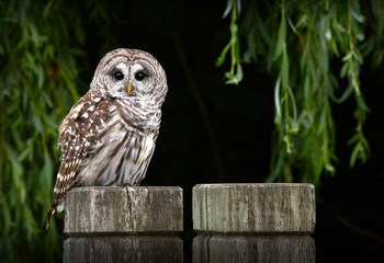 Barred Owl on Post. A Barred Owl watching from atop a fence post.