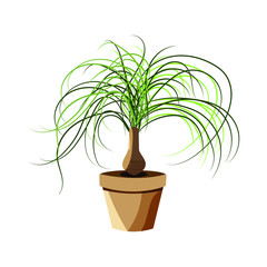 Vector realistic detailed house plant for interior design and decoration.Tropical plant for interior decor of home or office