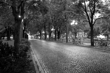 Tree-lined street with stone pavement in the center of Merano, Italy