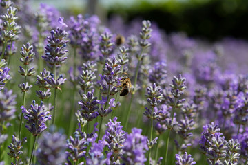 Bee collecting pollen on a lavender plant