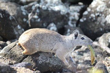 squirrel on rock