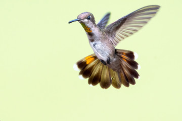 A female Ruby Topaz hummingbird hovering in the air with a smooth background. © Chelsea Sampson