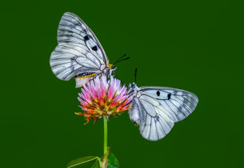 Closeup   beautiful butterflies sitting on flower