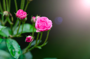 Cabbage roses in the garden with fare lighting