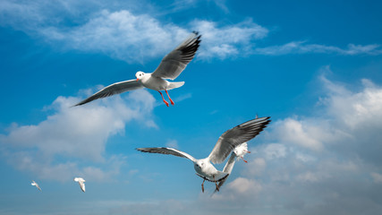 Seagull Flying In The Sky