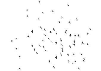 Printsilhouette of a flock of flying birds