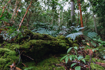 Mosses cover the decomposed tree trunk in rainforest at Pha Hin Tok in Hala Bala wildlife sanctuary. Thailand.