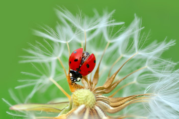 Beautiful Ladybug on dandelion defocused background