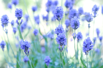 Lavender purple flowers close up