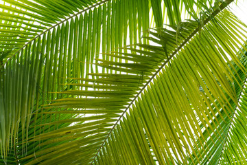 Tropical of fresh green coconut leaves Under the white sky.