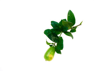 Lemon with leaves on a white background