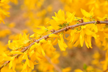 Forsythia flower in a garden