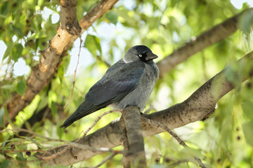 Fototapeta premium Young Western jackdaw (Corvus monedula) sitting on a branch of a European nettle tree (Celtis australis) and looking curiously to the camera