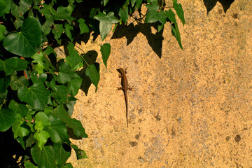 lizard,leaves, nature, green,foliage, ivy,reptile,animal,