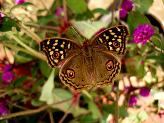 butterfly on flower