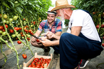 Grandfather and his grandson in a greenhouse
