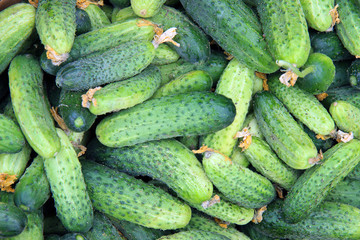 fresh cucumbers for sale at the market