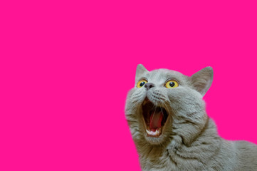 A lilac British cat looking up. The cat opened his mouth with a mad look. The concept of an animal...