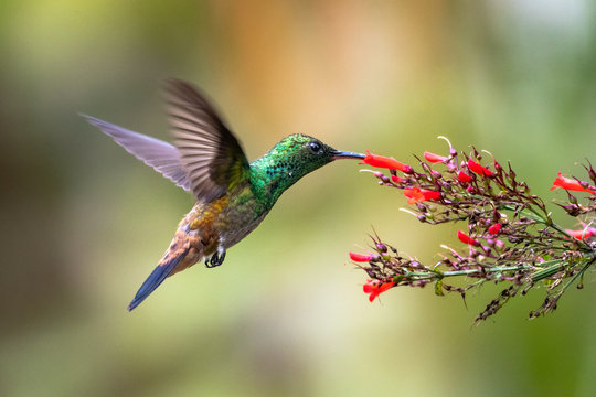 A Copper-rumped hummingbird feeding on a red antigua heat flower in a tropical garden.