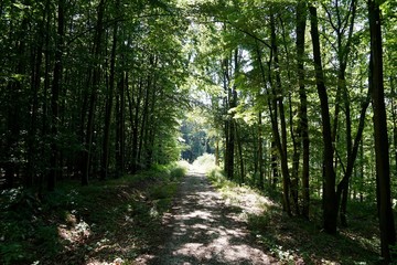 Sonniger, grüner Wanderweg im Wald