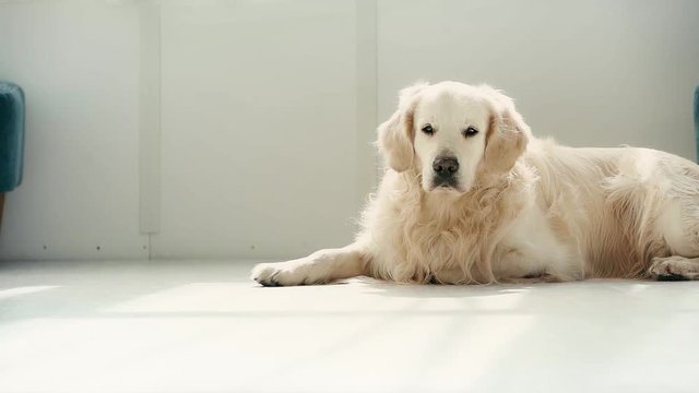 slow-motion of cute purebred dog lying on floor and breathing while showing tongue 
