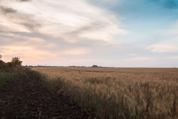 Fototapeta na wymiar A field with ears of wheat.