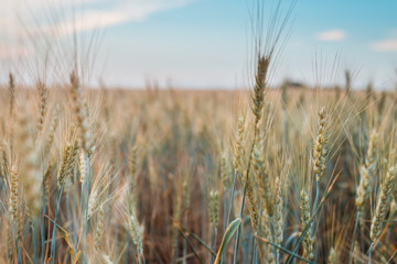 A field with ears of wheat.