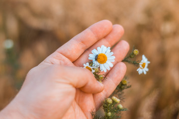 Male hand holding a daisy flower on the field.