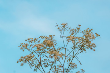 Wild green plant with small white flowers of an umbrella form. Natural background of plants.