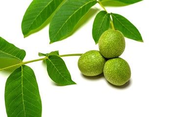 Studio shot of a walnut branch with green peel and leaves , isolated