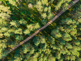 Aerial top down view of autumn forest with a path among pine trees. Beautiful fall scenery near Vilnius city, Lithuania