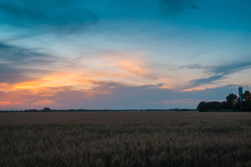 Fototapeta na wymiar Wheat field at sunset. Agricultural, agronomy concept.