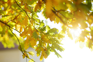 Beautiful golden oak leaves on a tree branch on autumn day