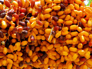 Date ripe and raw fruits in summer time